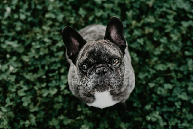 Bulldog francés con manchas grises sentado en la hierba y mirando a la cámara desde arriba - foto de stock