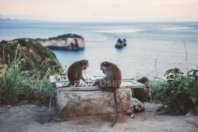 Tropische Makaken erkunden Zaun auf Küstenklippe gegen Meerblick bei Sonnenuntergang, bali — Stockfoto