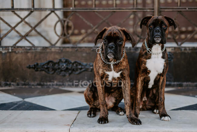 Зверху чарівні боксерські собаки з кумедними обличчями, що сидять на тротуарі і чекають команди — стокове фото