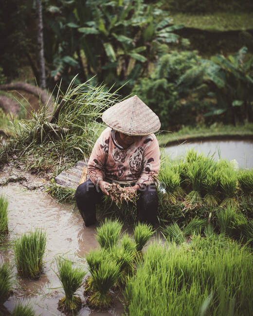 Человек в конической соломенной шляпе сидит на земле, работая на зеленой тропической плантации, бали — стоковое фото