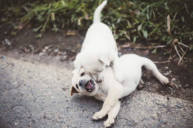 Прелестные маленькие щенки играют и кусают на земле — стоковое фото