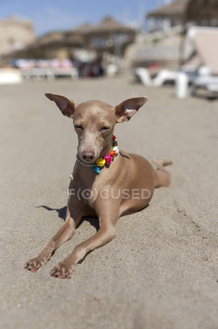 Симпатичні італійські собаки хорт відпочиває на сонячному березі — стокове фото