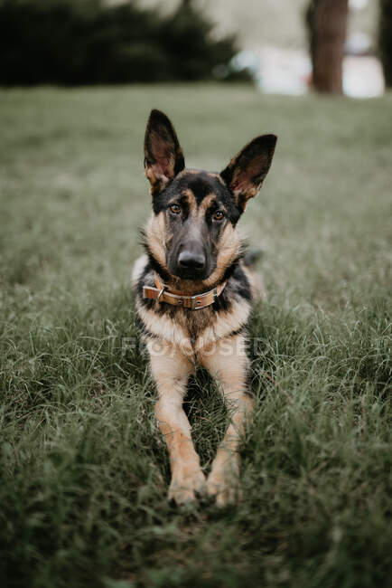 Adult cute german shepherd sitting on grass of park looking at camera — Stock Photo