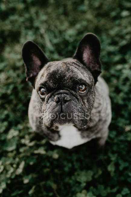 Französische Bulldogge mit grauen Flecken sitzt auf dem Gras und blickt von oben in die Kamera — Stockfoto