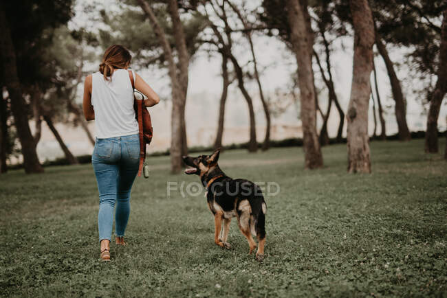 Lindo pastor alemán caminando en el parque verde con el propietario - foto de stock