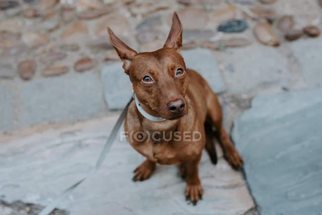 Mignon chien brun assis sur le trottoir de la rue et regardant loin — Photo de stock