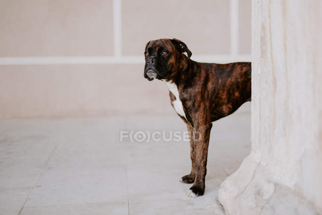 Зверху чарівний боксерський собака з кумедним обличчям, що стоїть на тротуарі і чекає на команду — стокове фото