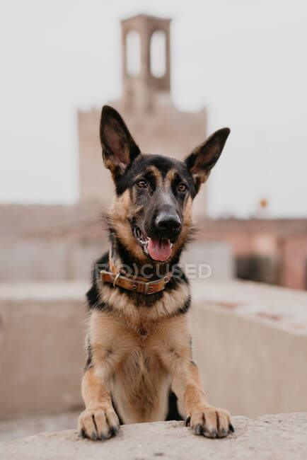 Adult cute brown german shepherd standing in stone fence on street pavement looking at camera — Stock Photo