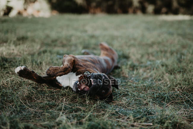 Adorable perro boxeador marrón fuerte jugando y tendido en césped verde con cono - foto de stock