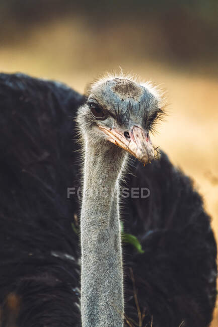 Amazing ostrich in nature — стоковое фото