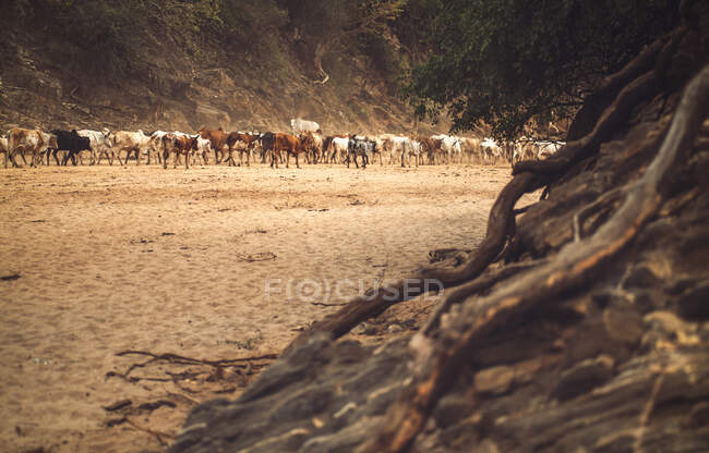 Herd of cows walking on dry sandy valley terrain in Omo Valley, Ethiopia — Foto stock