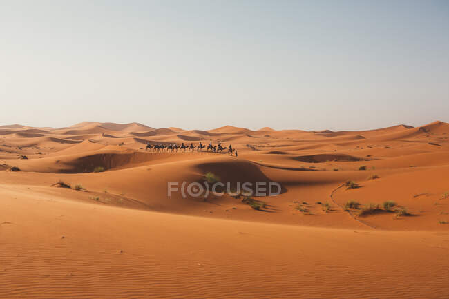 Vista minimalista di cammelli e viaggiatori sagome su dune di sabbia nel deserto contro la luce del tramonto, Marocco — Foto stock
