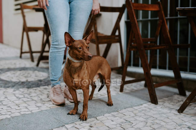 Cute hound standing on cobblestone pavement near owner legs — Stock Photo