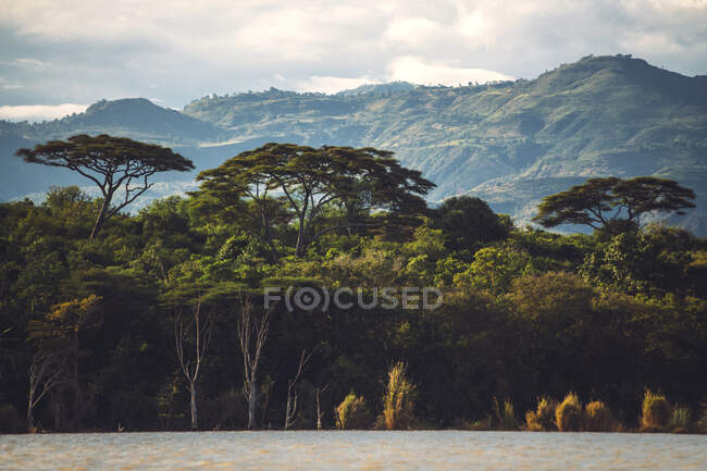 Green exotic trees growing near majestic mountain ridge on cloudy day in national park in Ethiopia — Stock Photo
