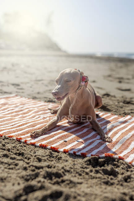 Piccolo cane in colletto sdraiato su asciugamano in riva al mare nella giornata di sole — Foto stock