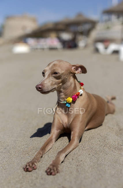 Lindo perro galgo italiano descansando en la playa soleada - foto de stock