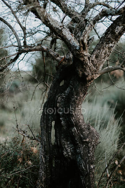 Crooked tronco de árvore musgosa sem folhas crescendo ao ar livre no outono — Fotografia de Stock