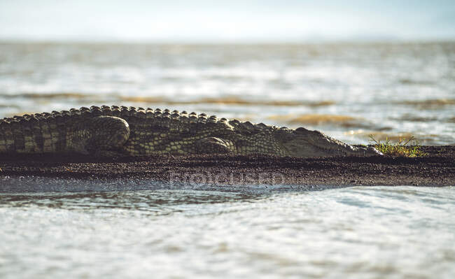 Large wild crocodile lying on shore near calm water and sleeping on sunny day in national park in Ethiopia — Fotografia de Stock