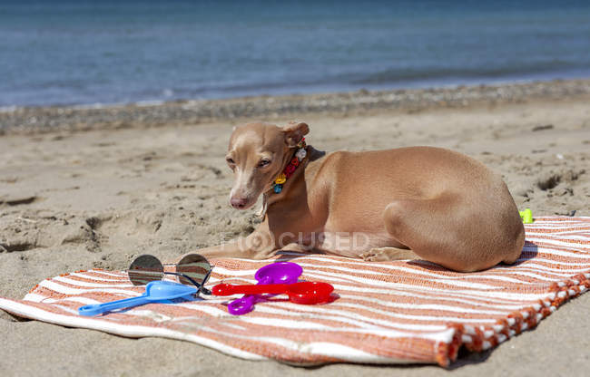 Galgo italiano com brinquedos deitados na praia de areia à luz do sol — Fotografia de Stock