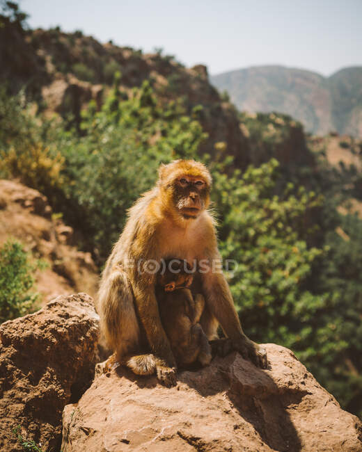 Furry macaque with small baby feeding on rock in tropical mountains of Morocco — Stock Photo