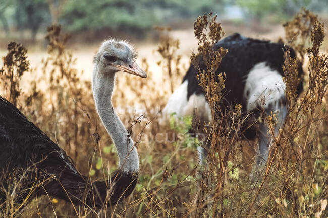 Manada de avestruzes selvagens em pé na grama seca de savana maravilhosa no parque nacional na Etiópia — Fotografia de Stock