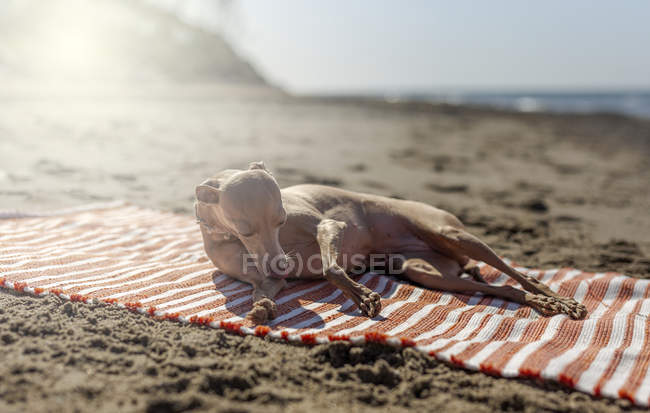 Pequeno cão no colarinho deitado na toalha na praia no dia ensolarado — Fotografia de Stock