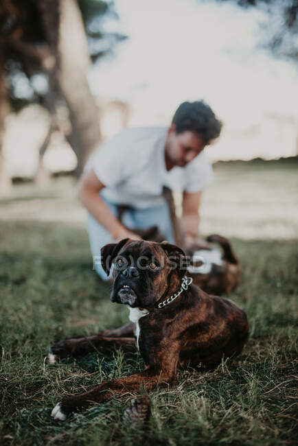 Симпатичный сильный коричневый боксер, лежащий на зеленой лужайке с размытым владельцем за игрой. — стоковое фото