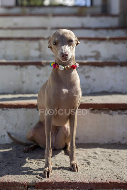 Funny little dog in colorful collar sitting on shabby stairs in sunlight — Stock Photo