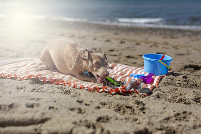 Playful dog biting toy on sandy beach in sunlight — Stock Photo