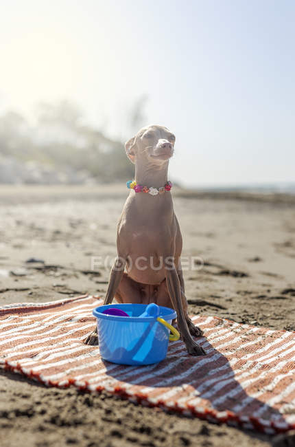 Chien ludique assis sur un tapis avec des jouets sur une plage de sable fin au soleil — Photo de stock