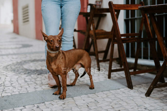 Hund steht auf Kopfsteinpflaster in der Nähe der Beine des Besitzers — Stockfoto