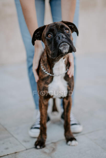 Adorable perro boxeador con cara divertida de pie sobre asfalto y mirando hacia arriba - foto de stock
