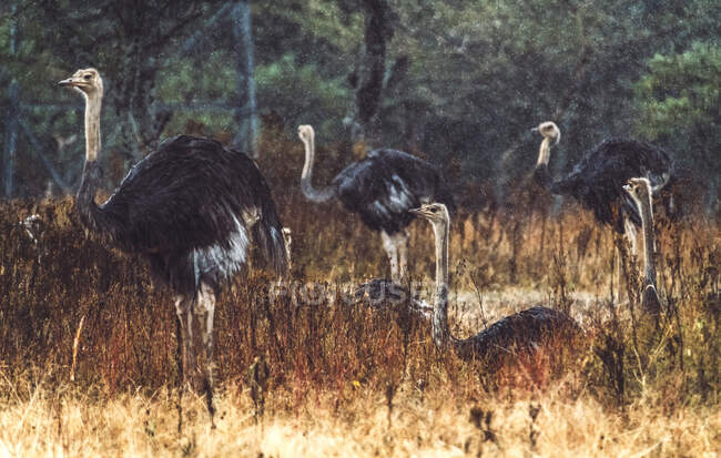 Herd of wild ostriches standing in dry grass of wonderful savanna in national park in Ethiopia — Stock Photo
