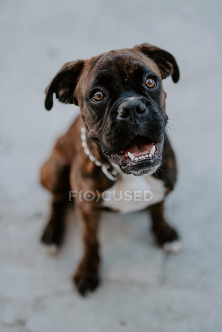 Dall'alto adorabile cane pugile con la faccia divertente seduto sul marciapiede e in attesa di squadra — Foto stock