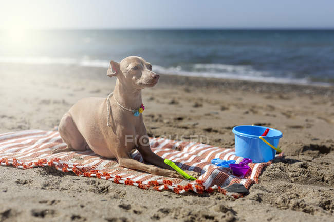 Galgo italiano con juguetes tumbados en la playa de arena a la luz del sol - foto de stock