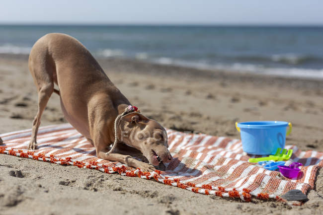 Грайливий собака кусатися іграшку на піщаному пляжі в сонячному світлі — стокове фото