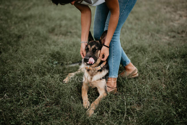 Cute german shepherd on green park with owner — Stock Photo