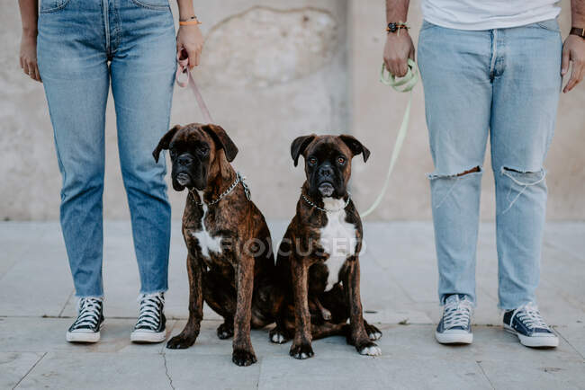 Adorable elegant boxers standing on leash and curiously — Stock Photo