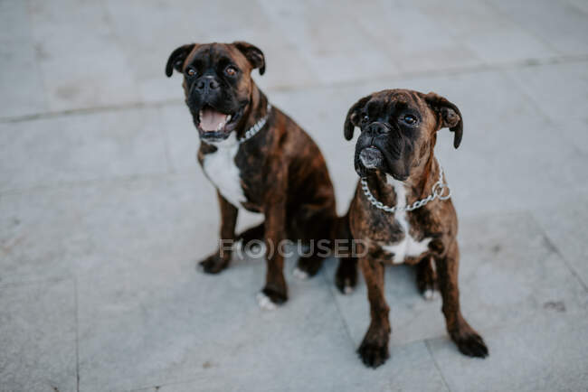 Сверху очаровательные боксерские собаки с забавными лицами, сидящие на тротуаре и ждущие команды — стоковое фото