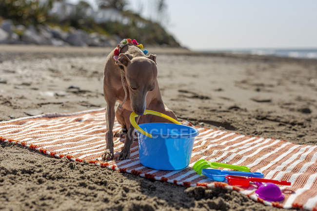 Playful dog sitting on rug with toys on sandy beach in sunlight — Stock Photo