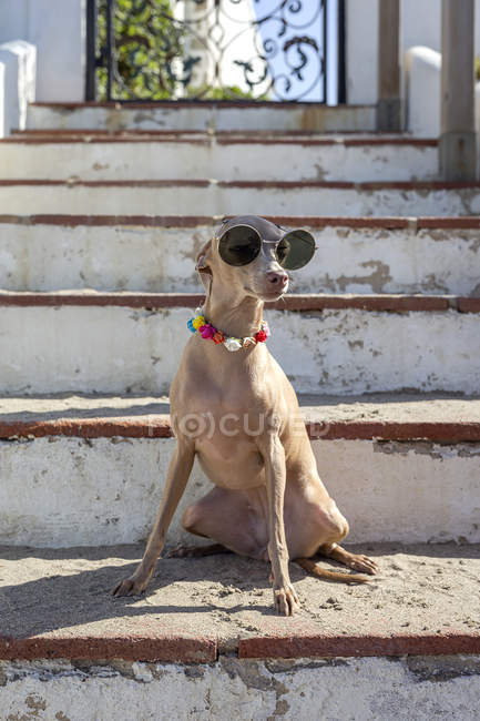 Funny little dog in sunglasses and colorful collar sitting on shabby stairs in sunlight — Stock Photo