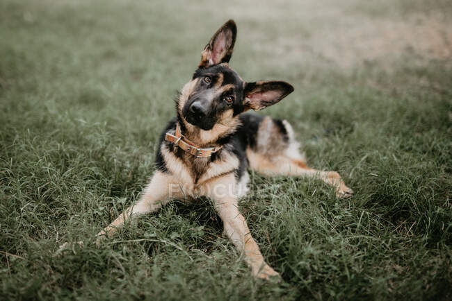 Erwachsene niedliche deutsche Schäferhund sitzt auf Gras des Parks und schaut in die Kamera — Stockfoto