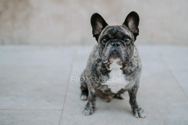 French bulldog with gray spots sitting on street pavement and looking at camera — Stock Photo