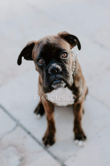 Dall'alto adorabile cane pugile con faccia divertente seduto su asfalto e guardando la fotocamera — Foto stock