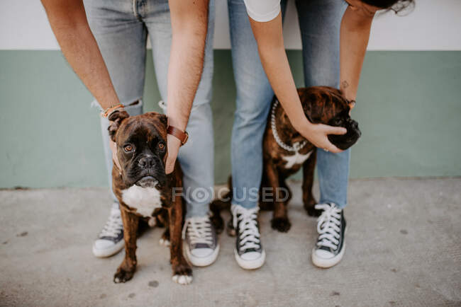 Adorable elegant boxers standing on leash and curiously looking at camera — Stock Photo