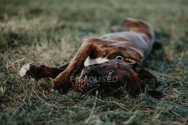 Adorável forte boxer marrom cão jogando e deitado no gramado verde com cone — Fotografia de Stock