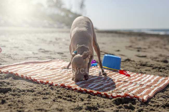 Playful dog biting toy on sandy beach in sunlight — Stock Photo