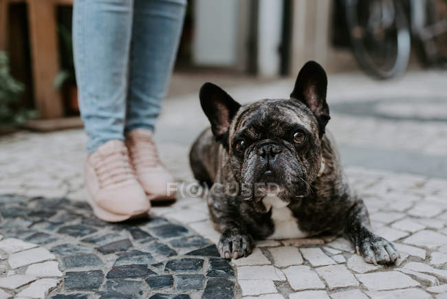 Carino bulldog sdraiato su un pavimento di ciottoli vicino alle gambe del proprietario — Foto stock