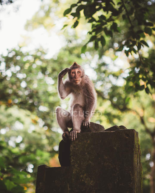 Lindo pequeño macaco situado en valla de piedra en el exuberante bosque tropical verde de Bali - foto de stock