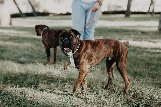 Adorable boxer brun fort chien marche et jouer sur la pelouse dans la journée lumineuse — Photo de stock
